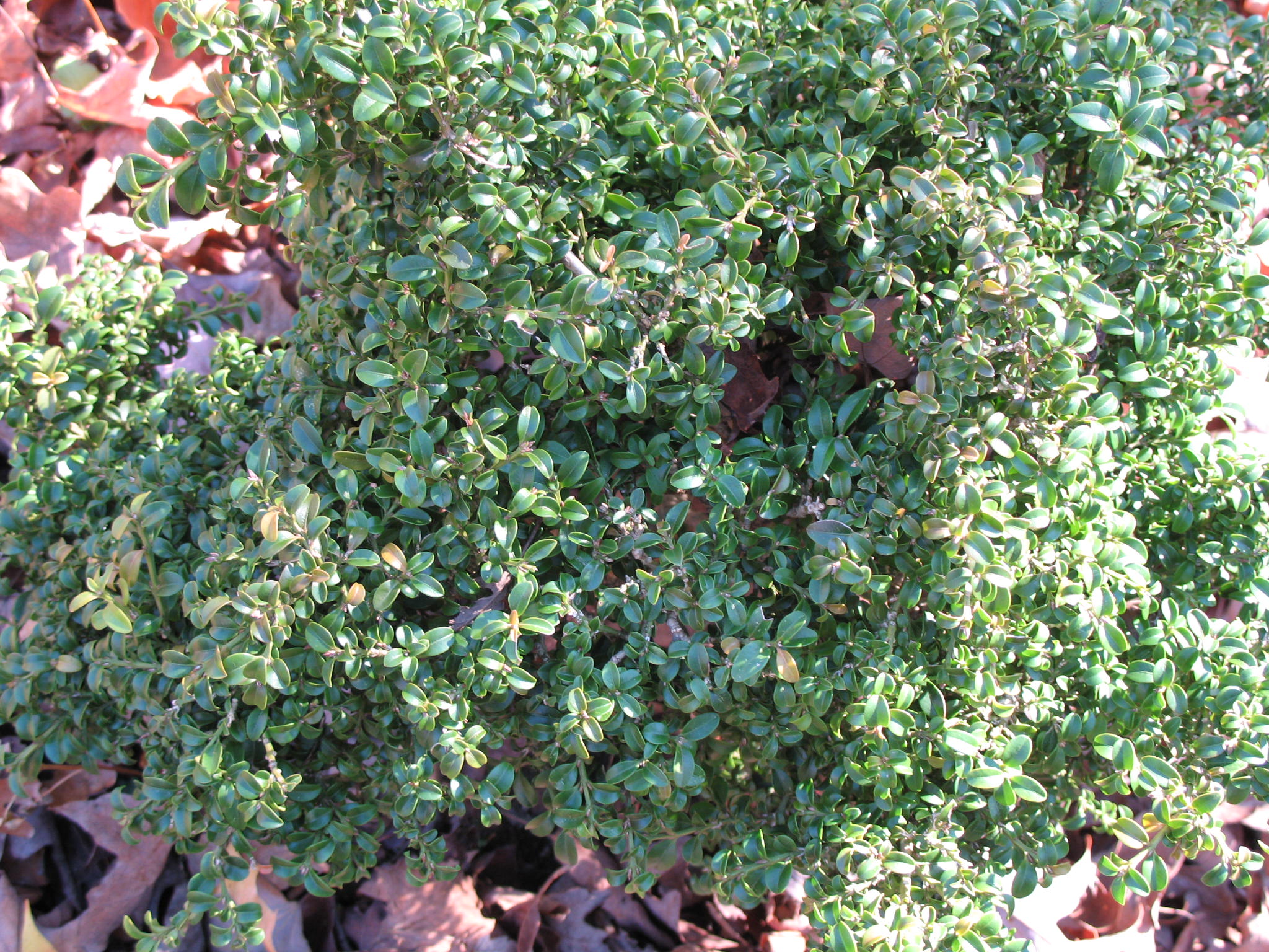Online Plant Guide Buxus microphylla 'Kingsville Dwarf' / Kingsville